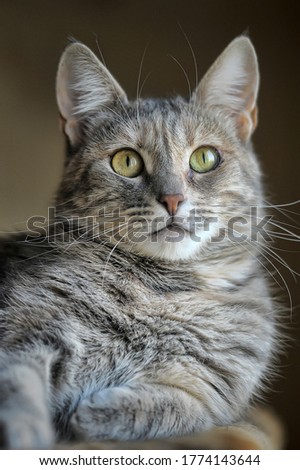 beautiful gray fluffy tabby cat