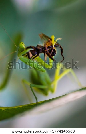 Green praying mantis with prey. Macro photo. Insect hunter. The praying mantis eats its prey. Praying mantis on green leaves. Praying mantis eats a bee. Prey insect prey