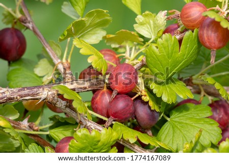 Gooseberry /Ribes uva-crispa/  branch with dark red berries on a blurred foliage background. Healthy, vitamin-rich, dietary berries. Grossulariaceae Royalty-Free Stock Photo #1774167089