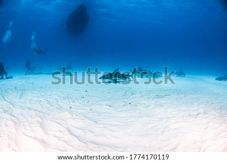 Picture shows a Bull shark at the Bahamas