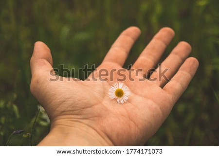 Chamomile in hand, beautiful atmospheric photo with meaning