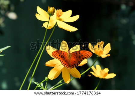 Beautiful butterfly background in its habitat