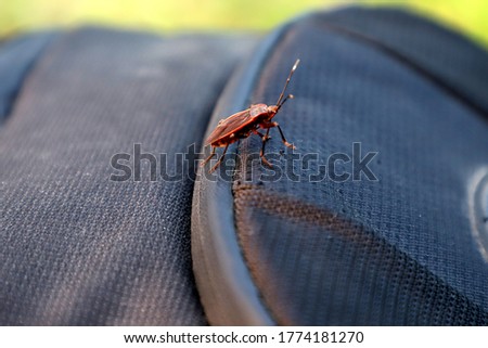 Picture of a small forest insect on the bag