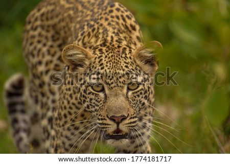 A beautiful leopard on the move thaugh the lush grass of africa 