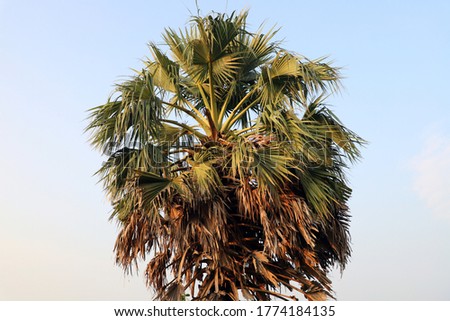 Picture of a palm tree in the context of the blue sky 