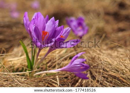 The first spring flowers as soon as snow descends on the edge of the forest: alpine flowers, crocus, crocuses,  they also primroses 