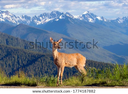 Scenic landscape view with a deer stood regally in grass in front of the Olympic Mountain range  in Washington State and its snowed capped peaks on a sunny day with fluffy clouds in the sky Royalty-Free Stock Photo #1774187882