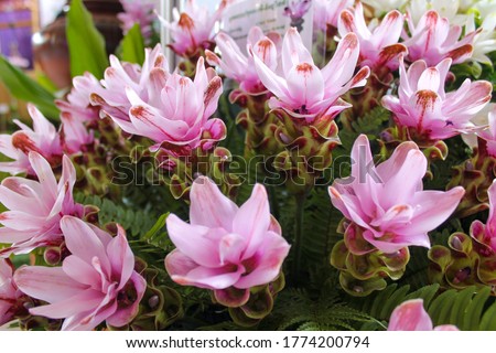 Curcuma plants, one of the most precious cutting flowers, are undeniably gorgeous from Mainland Southeastern Asia