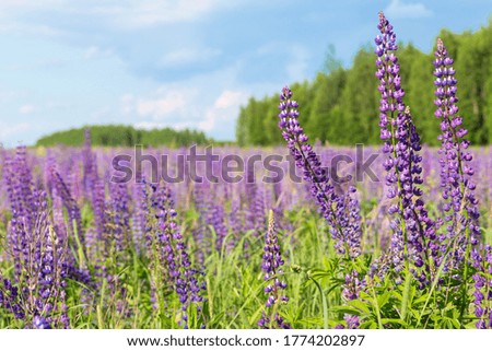 Flowers of pink and purple lupin on the field in natural sunlight.