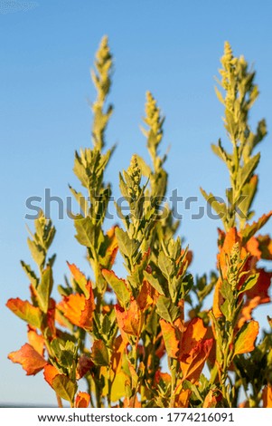 collection of plants in red yellow potted green leaves against blue sky