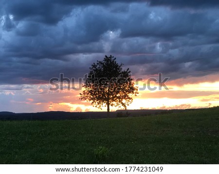 Beautiful sunset in Germany. A black tree in the foreground lets gives the picture a dramatic flair.