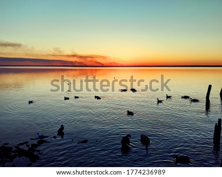 Ducks, seagulls and geese on the bay in front of a golden sunset.