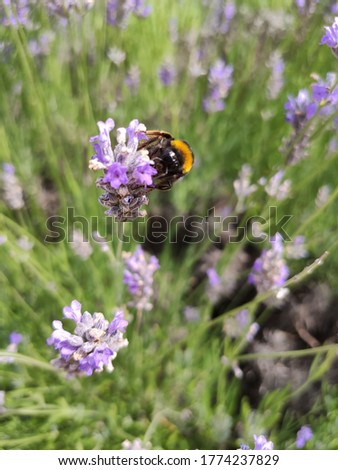 picture of a bee in a flower