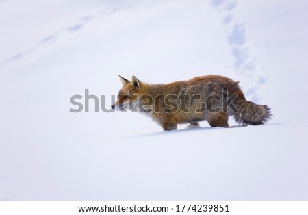 Red fox, Vulpes vulpes, in winter Gran Paradiso National Park in the Graian Alps, between the Aosta Valley and Piedmont regions of Italy in Europe