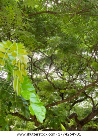 Blur picture of Close up tree leaf with big tree background