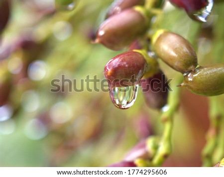 Beautiful large water drops of clean fresh in spring time nature background wallpaper macro photo, large drop on leaf beauty and purity of environment ,artistic image in pastel color morning dew drops