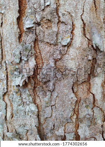 Old and Rough Texture From Stem Tree