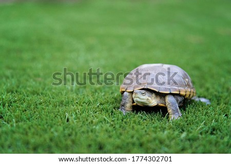 yellow mud turtle semi-aquatic found in eastern north america Royalty-Free Stock Photo #1774302701