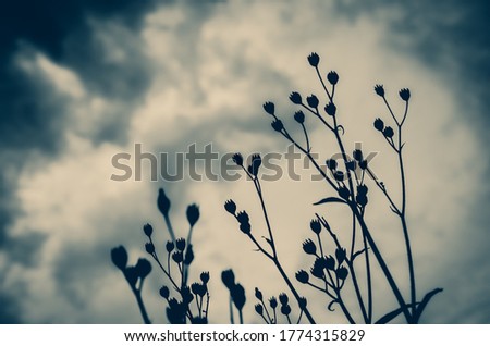 Silhouettes of grass on a background of dark stormy clouds in ominous sky