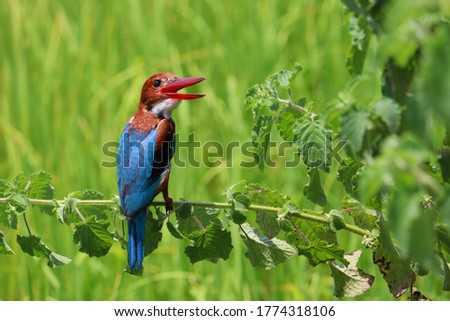 Kingfishers or Alcedinidae are a family of small to medium sized, brightly colored birds in the order Coraciiformes. Beautiful natural backgrount