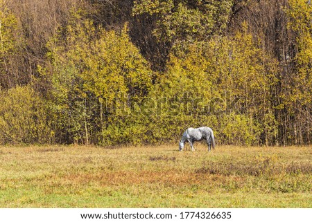 A horse is grazing in a forest glade