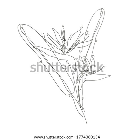 Decorative hand drawn strelitzia flower, design element. Can be used for cards, invitations, banners, posters, print design. Continuous line art style