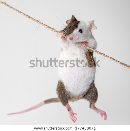 little mouse climbing on the rope