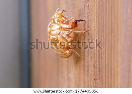 This is a picture of a cicada's empty shell.