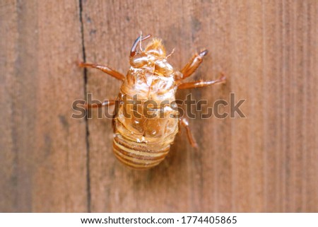 This is a picture of a cicada's empty shell.