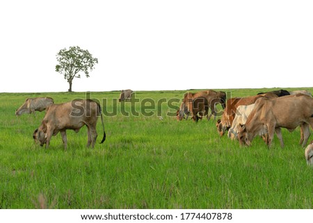 Group of cows eat the grass in the large field isolated on white background