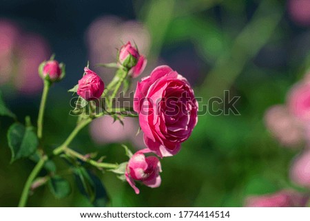 Beautiful pink rose in the garden close-up view with soft light petals. Nature care gardening. Spring or summer time card. Womanity beauty natural concept.