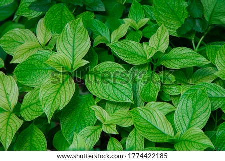 Natural green leaves background texture