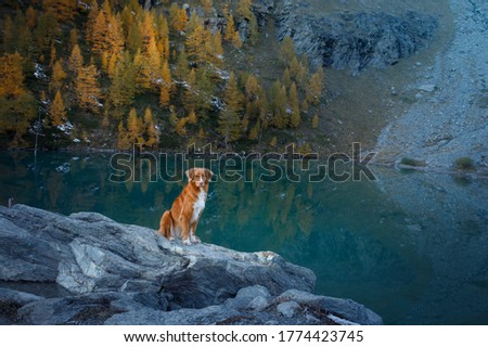 dog in the autumn mountains blue lake. Nova Scotia Duck Tolling Retriever on peak at sunset. Italian landscape. Hiking with a pet
