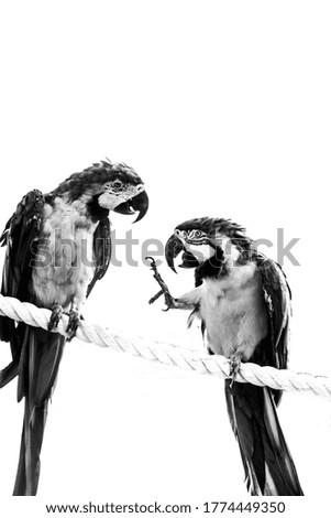 black and white two parrots
