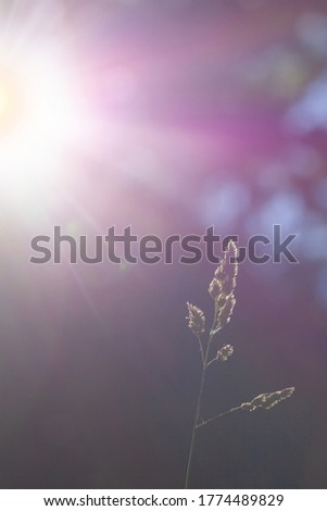 spike in the rays of the sun and sunlight on backlighting bright light picture