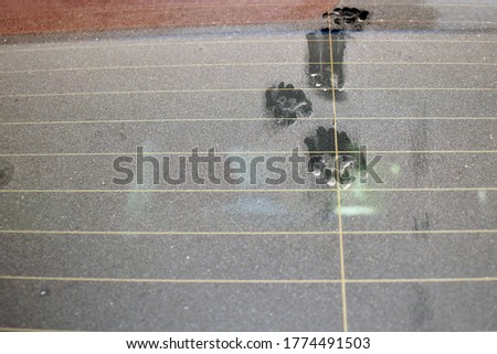 Cat footprint on car rear window.  Selective focus.  Copy space is on the left side.