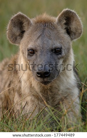 Spotted hyena (Crocuta crocuta) Mombo area, Chief's Island. Okavango Delta. BOTSWANA. Southern Africa.