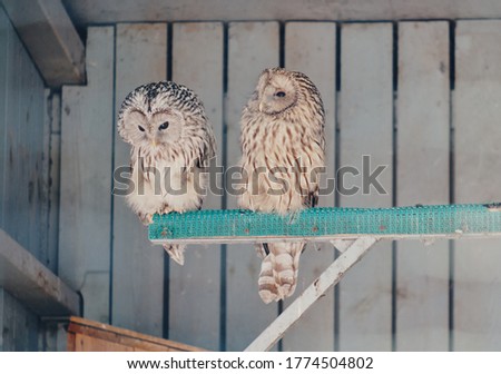 Cute little owls in a zoo. Kyiv, Ukraine.