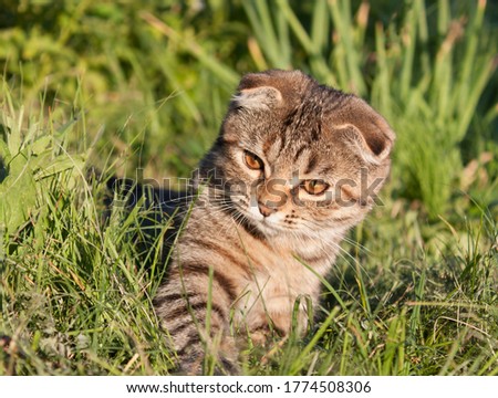 Cute striped kitten playing in the grass. Photo of an animal for printing in a magazine, calendar, on products with products for Pets, picture for a puzzle. Summer background.