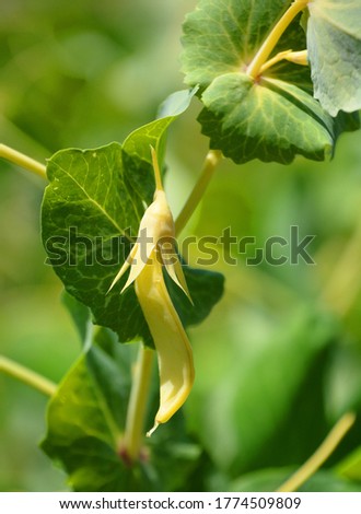 Pod of golden pea is an edible-pod pea with flat pods and thin pod walls. It is eaten whole, with both the seeds and the pod, while still unripe.