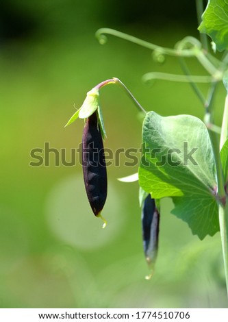 Pod of the Sugar Magnolia pea is an edible-pod pea with flat pods and thin pod walls. It is eaten whole, with both the seeds and the pod, while still unripe.