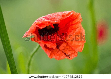 red poppies in the meadow