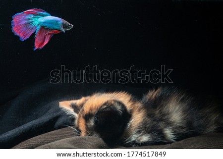Beautiful Betta fish and cat with dark background