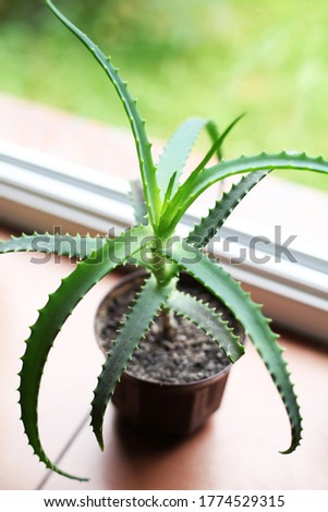 Aloe Vera house plant. Air cleaning plant Aloe Vera to clean air from toxic chemicals - natural purifier indoors in condo building.