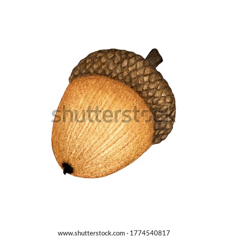 Watercolor brown oak acorn. Fall season Woodland element isolated for Autumn natural design, wrap, poster, card, invitation. Hand drawn botanical illustration, Forest clip art