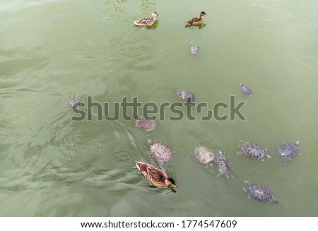 A lot of beautiful, wild turtles and ducks swim in the lake, river in anticipation of feeding, food. Photograph, top view.