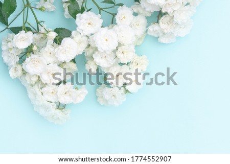 Sprigs of small roses on blue background, copy space. Minimal style flat lay.