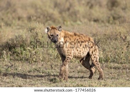 Africa, Tanzania, Serengeti, Spotted hyena (Crocuta crocuta).