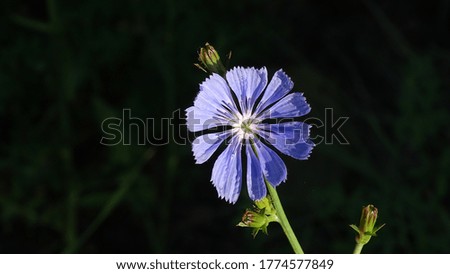 Bright blue chicory flower on a dark background. Background picture. Summer.