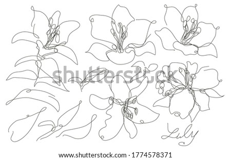 Decorative hand drawn liy flowers set, design elements. Can be used for cards, invitations, banners, posters, print design. Continuous line art style
